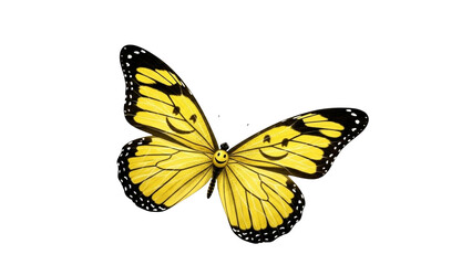 Fototapeta premium Yellow Black Butterfly PNG Transparent Background, Monarch Butterfly Wings Spread Detailed Veins Orange Yellow Black Pattern Isolated