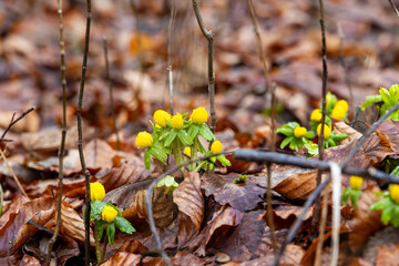 Fototapeta premium Winter Aconite Flowers Blooming Among Fallen Forest Leaves