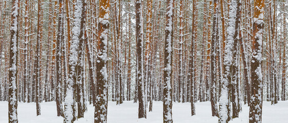 winter fir tree forest in snow under blue cloudy sky, seasonal outdoor scene © Yuriy Kulik