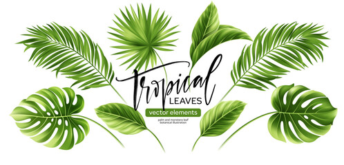 Tropical palm leaves in lush green shades. Realistic 3D monstera foliage and exotic jungle leaf elements isolated on white background for summer designs © vik_y