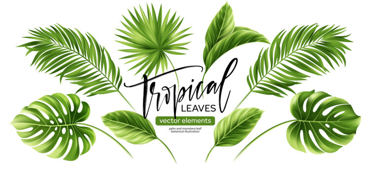 Tropical palm leaves in lush green shades. Realistic 3D monstera foliage and exotic jungle leaf elements isolated on white background for summer designs