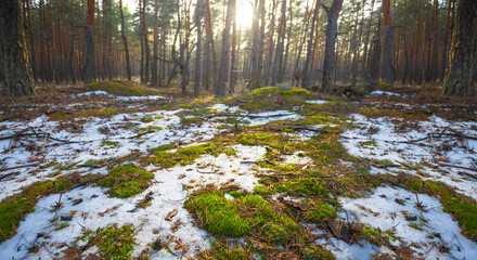 winter snowbound forest glade in light of sparkle sun © Yuriy Kulik