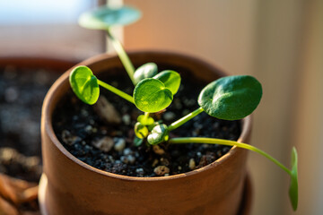 Obraz premium Closeup of small cutting Pilea peperomioides houseplant after transplanting into soil in clay pot. Chinese money plant in sunlight. Spring, home gardening. 