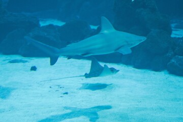 Fototapeta premium Modern aquarium interior with large salt water tank in Las Palmas Gran Canaria Spain