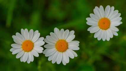 Three white daisy flowers on a blurred green meadow background.