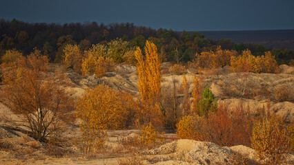Autumn deciduous forest on a sandy hilly terrain.