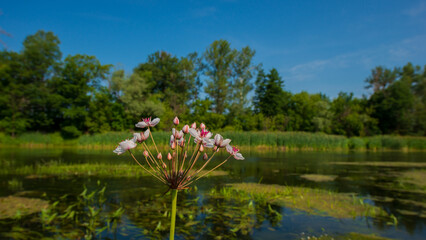Veronica spicata flower spike against a scenic river landscape background.