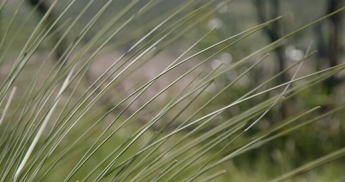 West Australian bushland