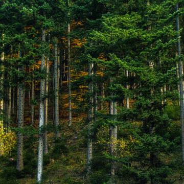 Polskie G&oacute;ry - Beskidy