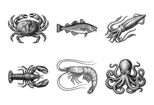 Vintage style hand drawn woodcut collection of marine life including crab fish squid lobster shrimp and octopus isolated on a white background.