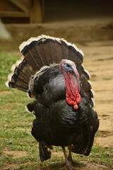 Pavo adulto