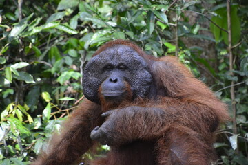 Orangutan macho de Borneo © Diego