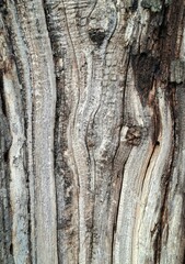 Obraz premium macro texture of weathered wood with wavy vertical grain and knots. detailed background of aged grey timber featuring beautiful organic wavy lines, natural wood grain patterns, and small knots. 