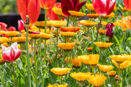 春の公園の花壇に咲き誇る赤いチューリップとオレンジのキンセンカ