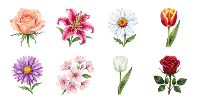 Set of Watercolor Floral Illustrations, Botanical Vector Collection