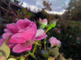 Różowa róża kwitnąca na miejskim kwietniku. Żywa, różowa róża (Rosa spp.) rozkwita pośród zielonych liści w ogrodzie. Tło zdobią rozmyte fragmenty zieleni, sugerujące naturalny lub zielony teren © Grzegorz