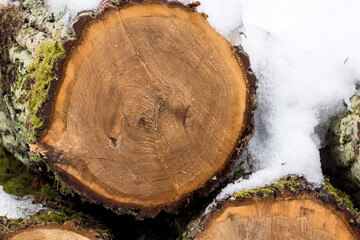 Pnie dębów ścięte podczas zimowej wycinki ułożone są w schludny stos, częściowo pokryty śniegiem. Na powierzchniach cięć widoczne są słoje przyrostowe, świadczące o wieku drzewa. Kora pokryta śniegiem © Grzegorz