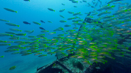 Large school of yellowtail fish swimming around a sunken shipwreck. The vibrant tropical fish gather above the coral-covered wreck in clear blue ocean waters.