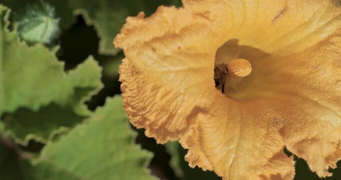  a vibrant pumpkin flower with visible stigma and stamens. Bees collect nectar, emphasizing the essential role of pollination in organic farming and sustainable agriculture for honey production.