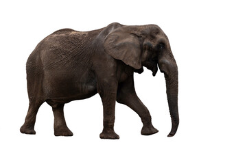 Obraz premium African Elephant Walking Side View Isolated on White Background Wildlife Mammal Portrait