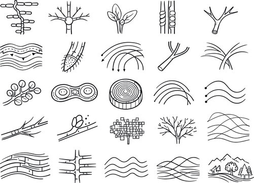 Line vector icons of biological tree development in simulation: cell-division ladders, meristem nodes, leaf-primordia sprouts,