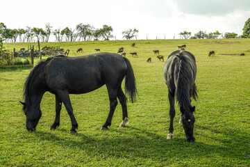 Zwei schwarze Pferde grasen auf einer gr&uuml;nen Weide