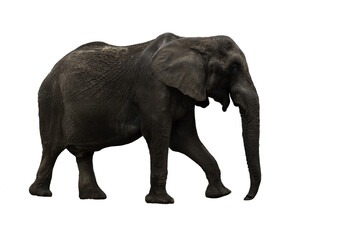 Obraz premium African Elephant Walking Side View Isolated on White Background Wildlife Mammal Portrait