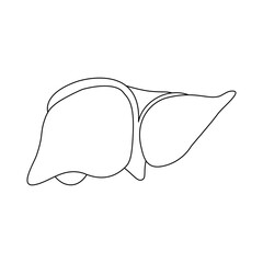 Line art illustration of human liver, a vital organ for metabolism and detoxification, essential for anatomical and medical studies