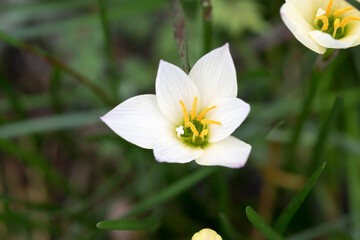 Beautiful White Rain Lily (Zephyranthes candida) flower.