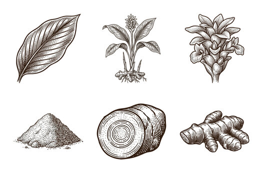 Vintage engraving of turmeric botanical elements including whole root rhizome cross section plant flowers and ground spice powder set