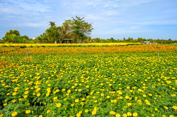 The landscape features fields of flowers in full bloom during the final days of the year in Tien Giang province, Vietnam.