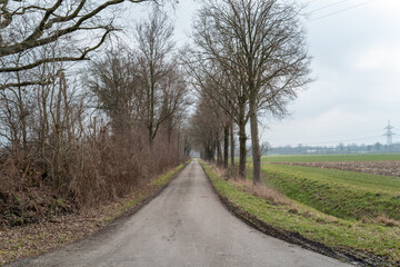 Country road winding through a winter tree avenue
