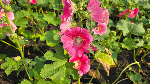 Hollyhock blooming in garden. Spring Celebrity. Cup-shaped pink flowers with deep red base in full bloom. ALCEA ROSEA LINN has 5 bell-shaped petals. Long stamen, pollen particles attached. covered in 