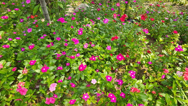 Cayenne Jasmine flowers exposed to sunlight in garden. Madagascar Periwinkle with pale pink, deep pink flowers. Vinca with glossy dark green leaves, white midribs. Tolerant to all weather conditions. 