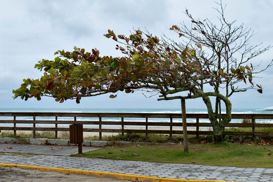 Imbituba - SC