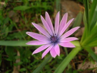 Obraz premium SAMSUNG DIGITAL CAMERA