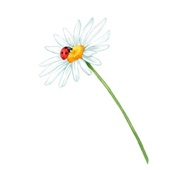ladybug on chamomile watercolor © IULIIA