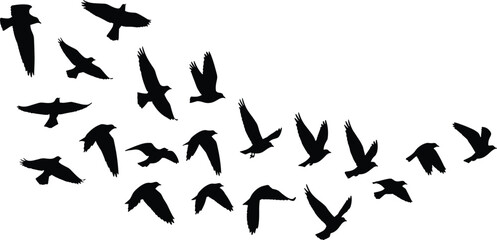 Fototapeta premium Flock of Flying Birds Silhouette Vector Set Featuring Multiple Crows or Ravens in Flight Poses and Group Formations for Nature Graphic Design