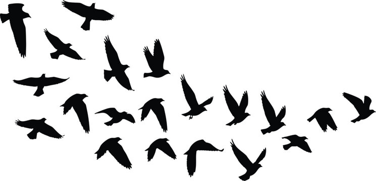 Flock of Flying Birds Silhouette Vector Set Featuring Multiple Crows or Ravens in Flight Poses and Group Formations for Nature Graphic Design