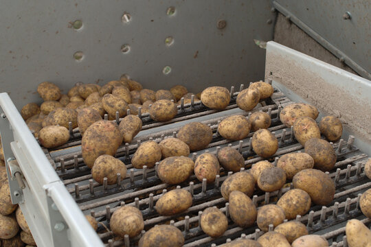 Kartoffel,  Kartoffelernte,  Kartoffelroden, Kartoffelroder