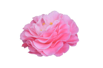 Fototapeta premium Single camelia flower, design element isolaled in png format.