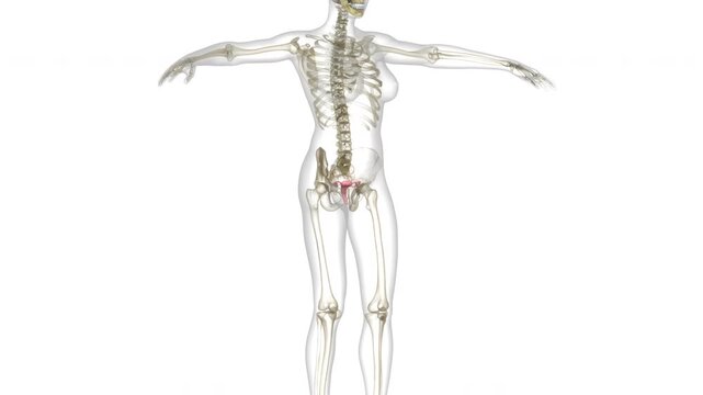 Female Reproductive System Anatomy Animation Concept