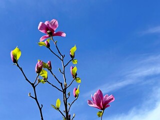 Magnolia pink flowers against blue sky.