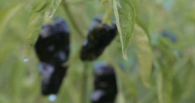 Padron hot pepper growing on garden bed of eco farm. Spicy seasoning ingredient, organic chili production, fresh culinary additive, sustainable agriculture and gourmet cooking concept.