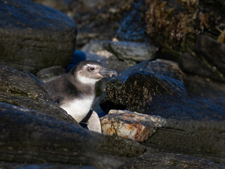 Juvenile Magellanic Penguin Peeking Behind Rocks on Coastal Shoreline