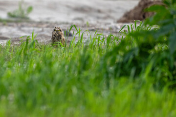 Obraz premium Majestic owl resting on a dirt path next to a wheat field.