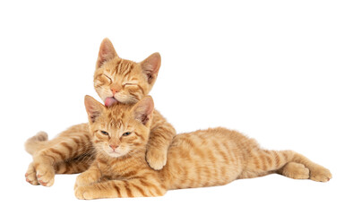 Transparent cat image © Idea