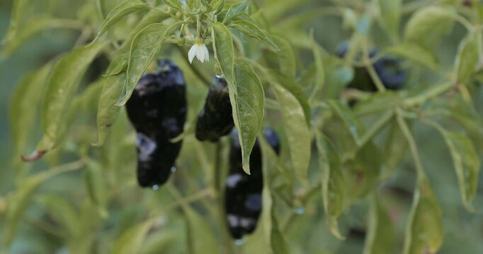 Black Padr&oacute;n chili pepper plant flowering and fruiting in garden bed on farm. Spicy seasoning vegetable for cooking, healthy vegan diet, organic crop cultivation and sustainable food concept. Hot. 
