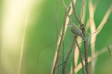 Peaceful wildlife moment features Hume&rsquo;s warbler inside forest ecosystem