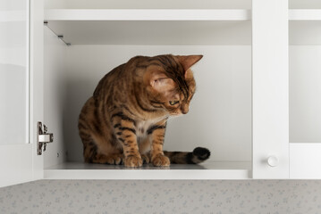 Cat sitting in cabinet